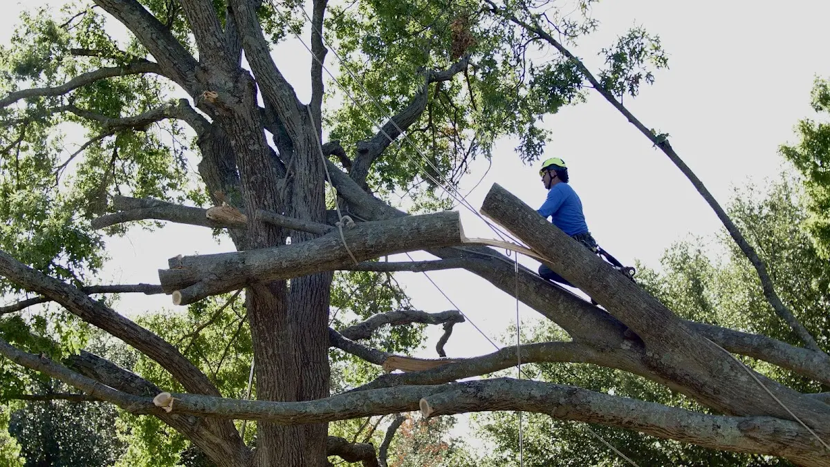Professional Hazardous Tree Removal performed by certified arborists in Sulphur