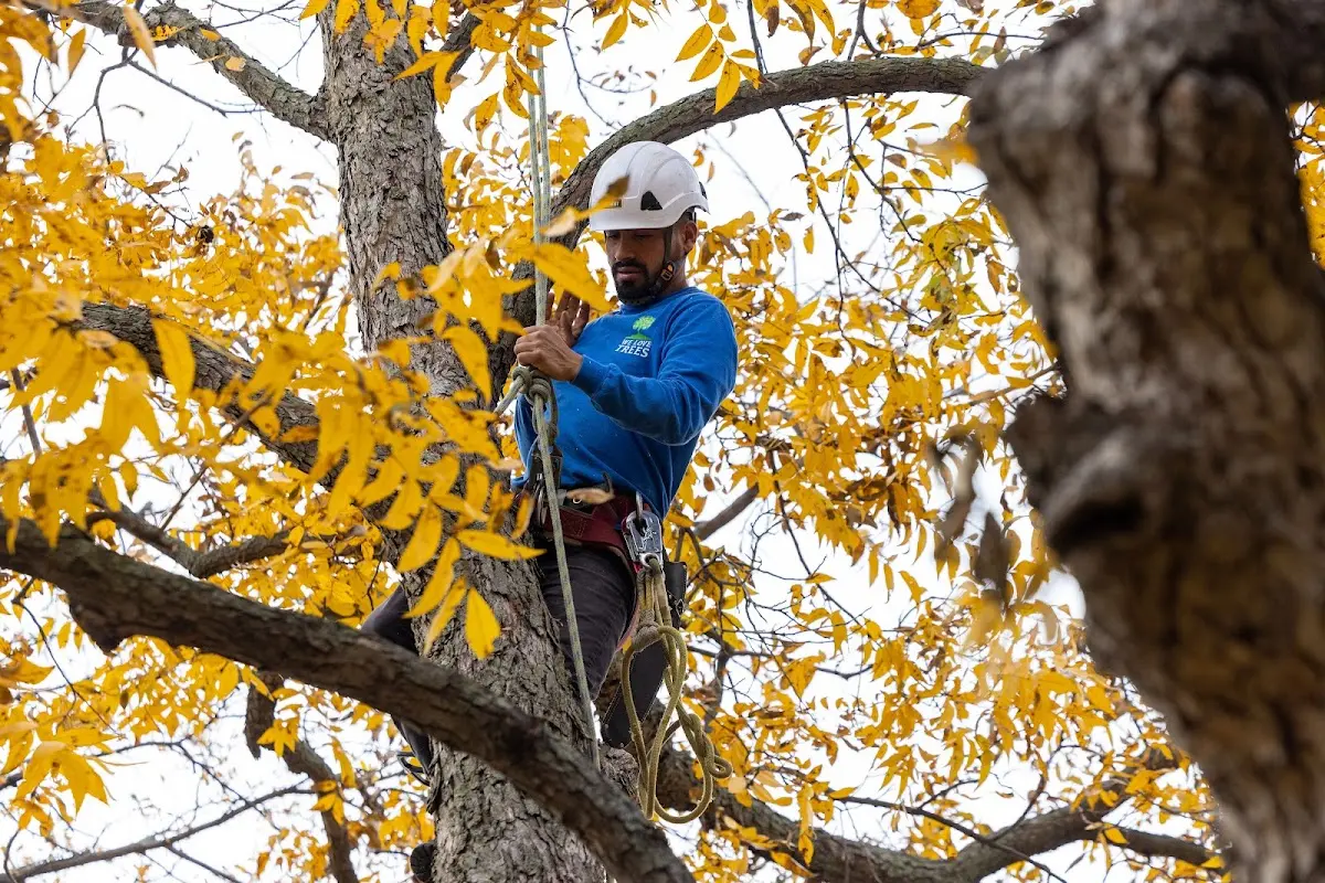 Skilled Tree Pruning crew working in Sulphur