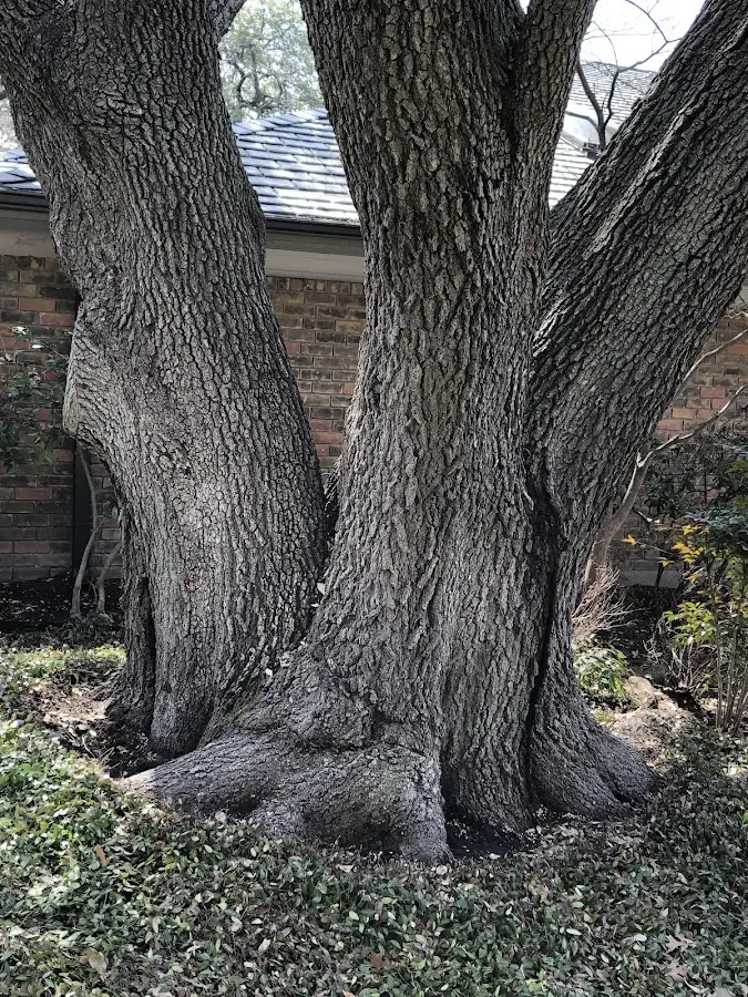 Mature heritage tree close to a Sulphur property cared for by certified arborists